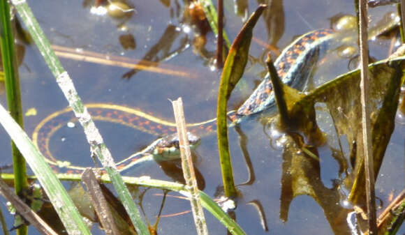 Plancia ëd Thamnophis sirtalis concinnus (Hallowell 1852)