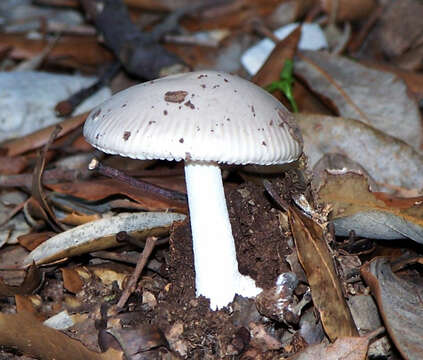 Image of Amanita vaginata (Bull.) Lam. 1783