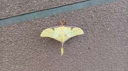 Image of Actias sinensis subaurea Kishida 1993