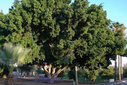 Image of Chinese banyan