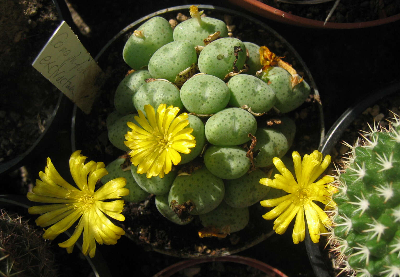 Plancia ëd Conophytum