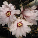 Image de Gymnocalycium oenanthemum Backeb.