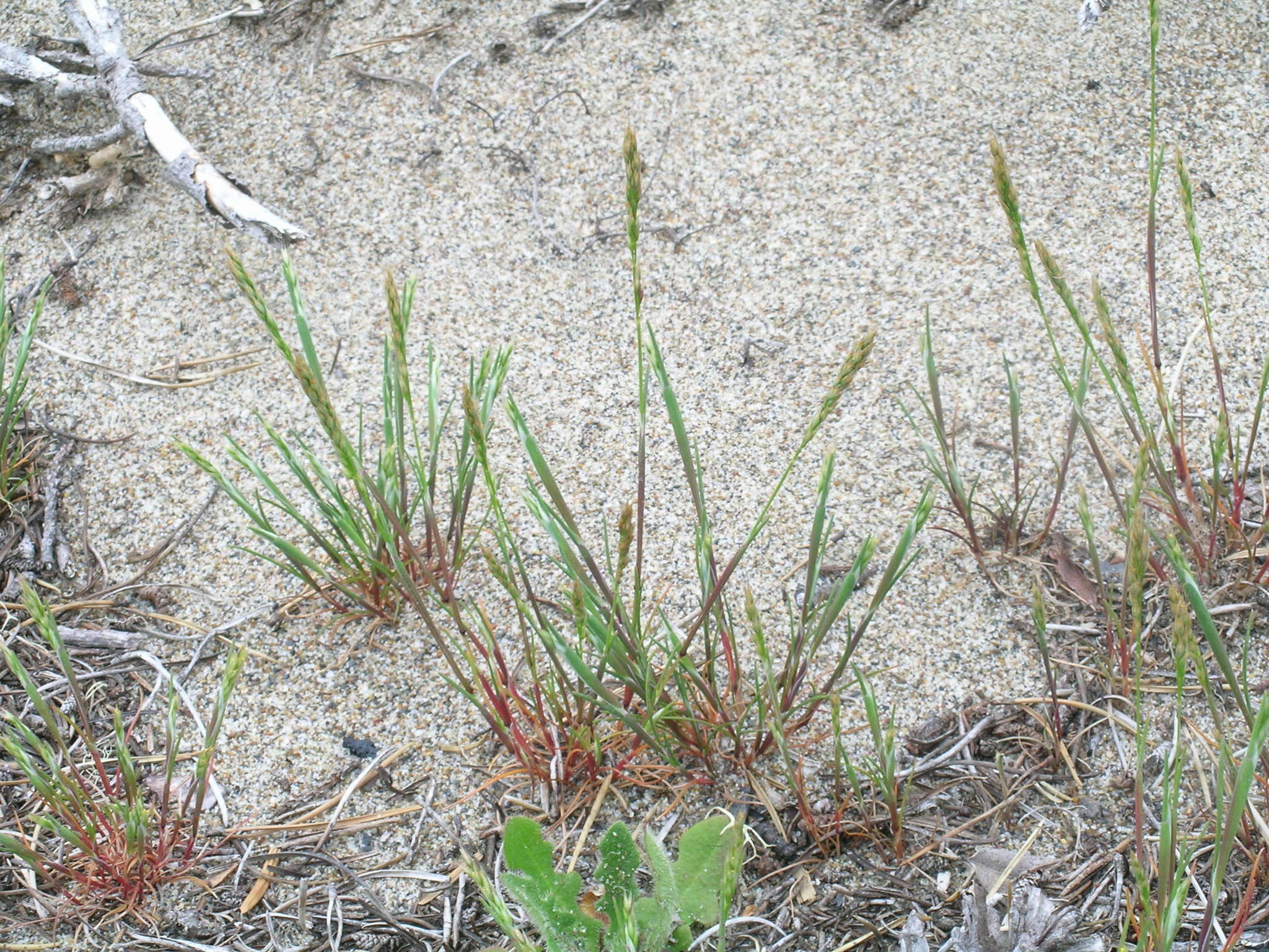 Image of early hair-grass