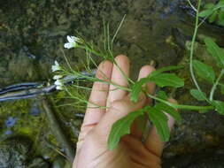 Image of Cardamine amara subsp. amara