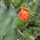 Opuntia elata Salm-Dyck resmi