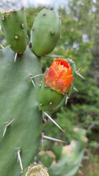 Opuntia elata Salm-Dyck resmi