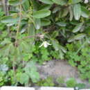 Sivun Semiaquilegia adoxoides (DC.) Makino kuva