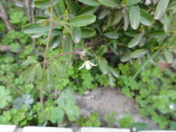 Semiaquilegia adoxoides (DC.) Makino resmi