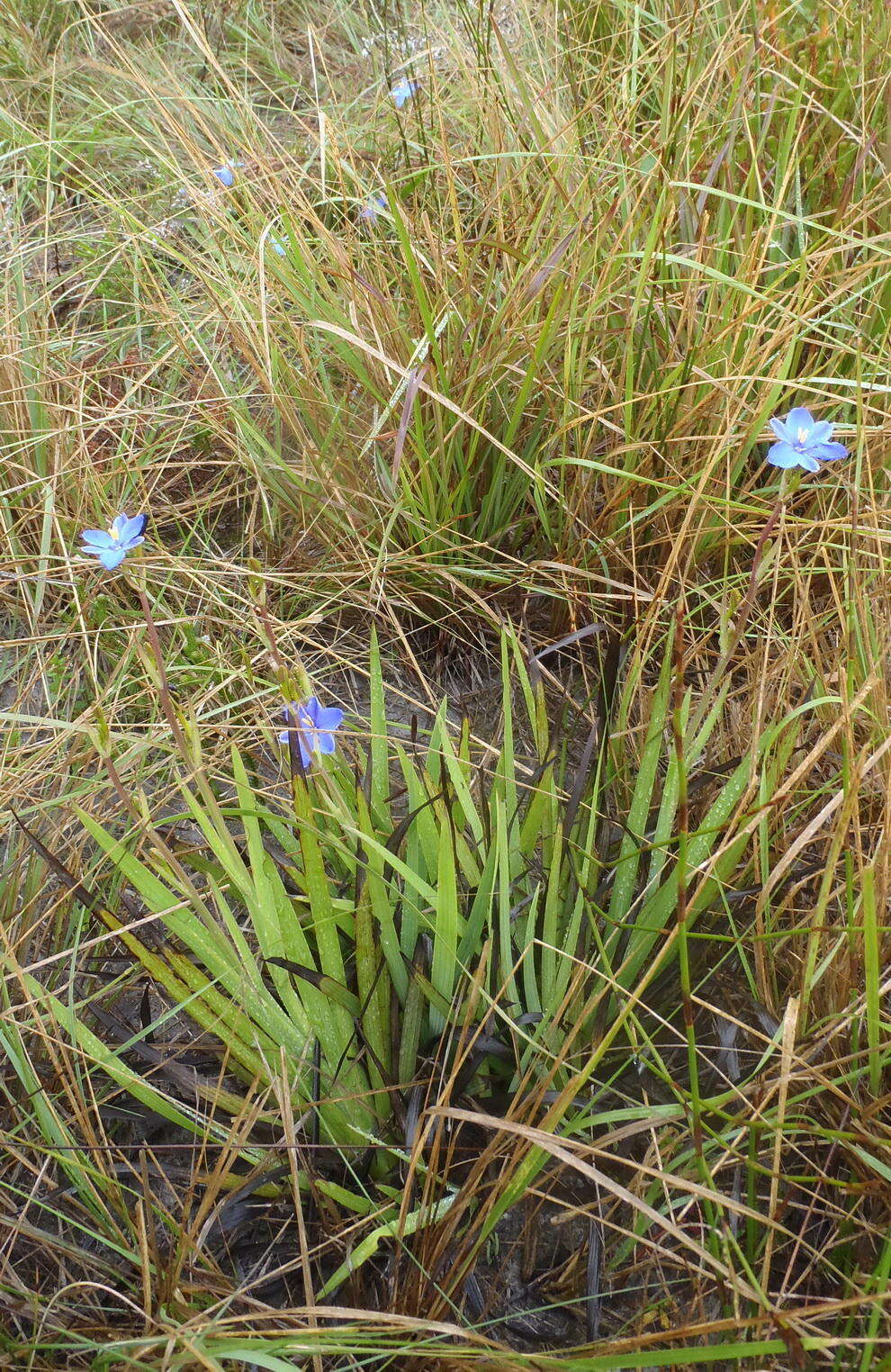 Imagem de Aristea ensifolia J. Muir