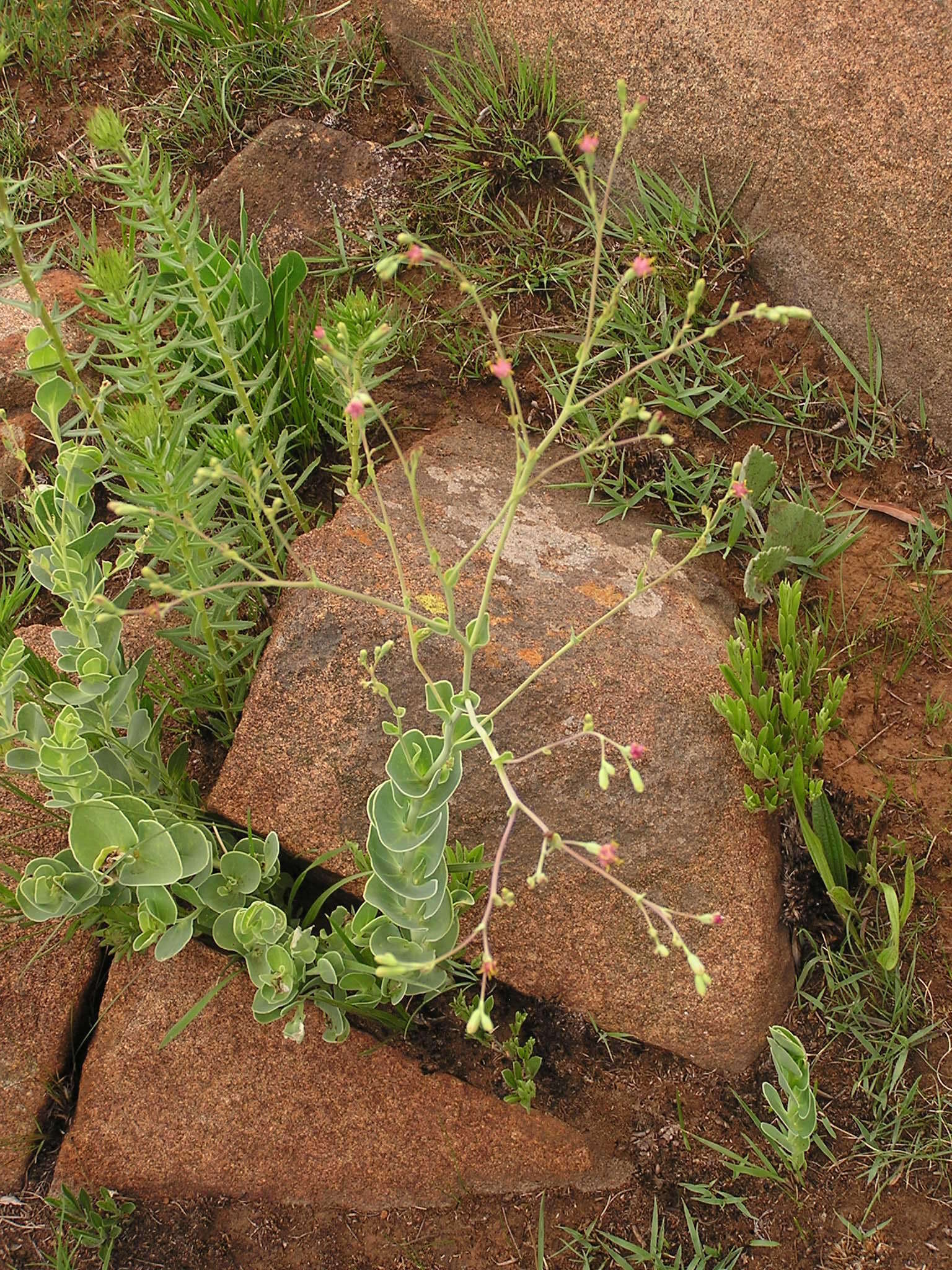 Image of Lopholaena segmentata (Oliv.) S. Moore