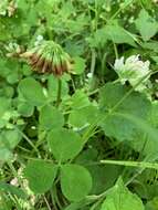 Image de Trifolium stoloniferum Muhl.