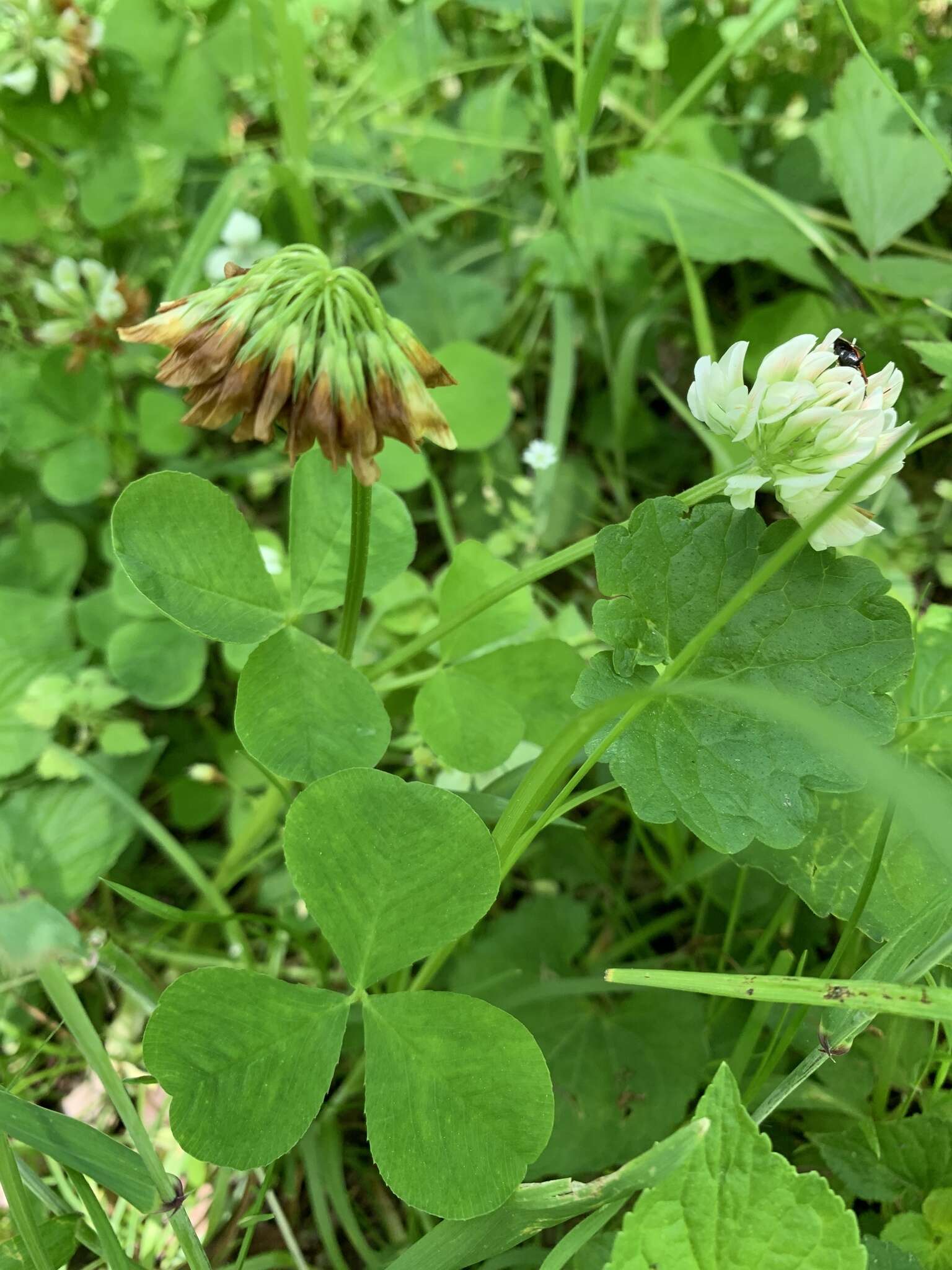 Image of running buffalo clover