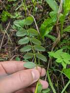 Image of Robbins' milkvetch