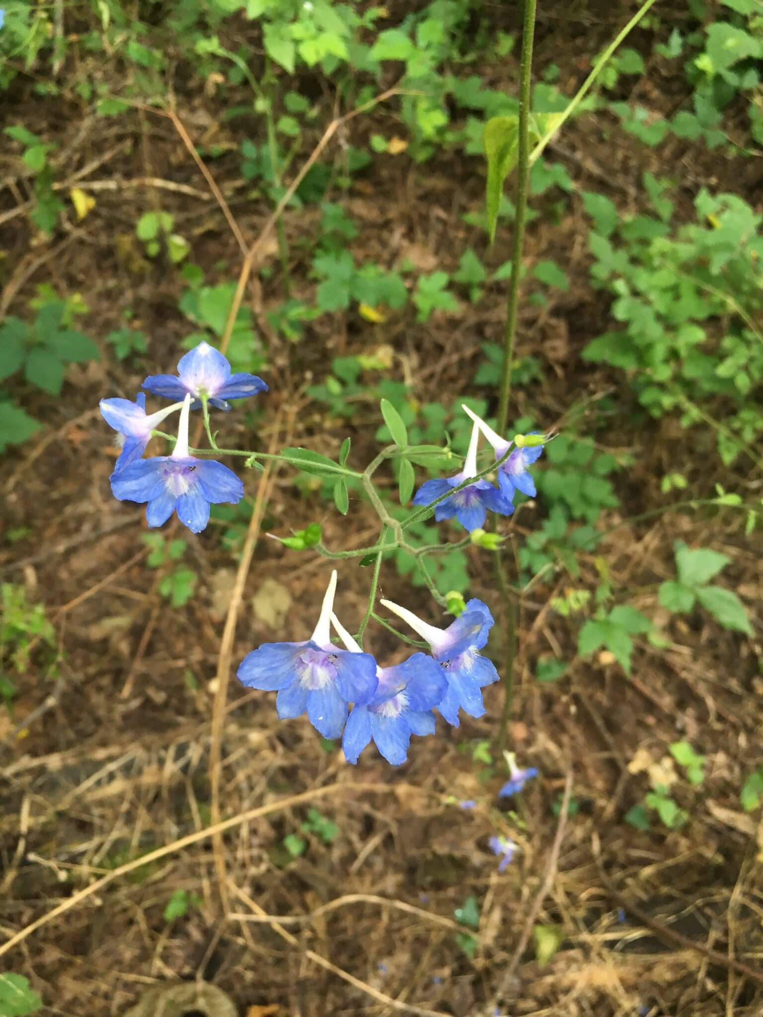 Image of Newton's larkspur