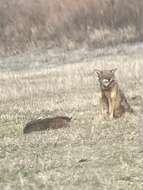 Image of Red wolf