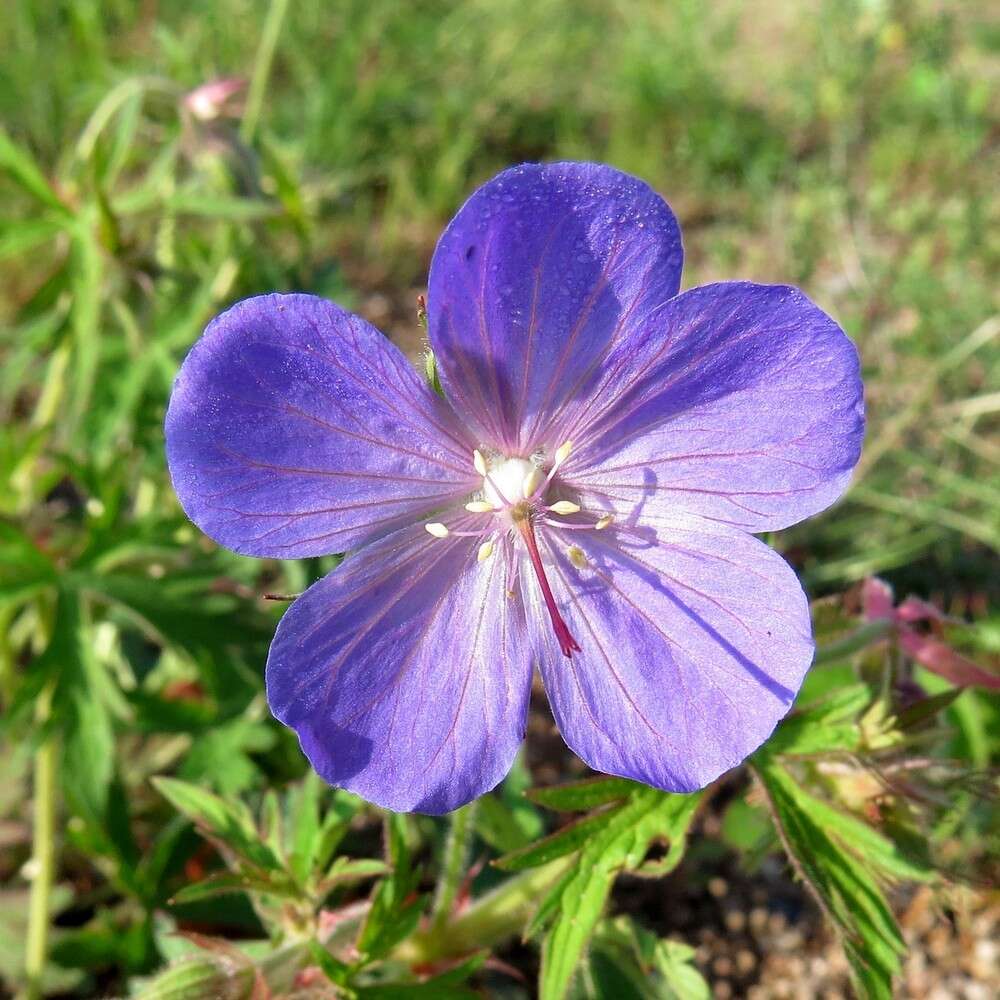 Imagem de Geranium sergievskajae