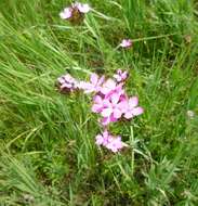 Image of Dianthus membranaceus Borbás