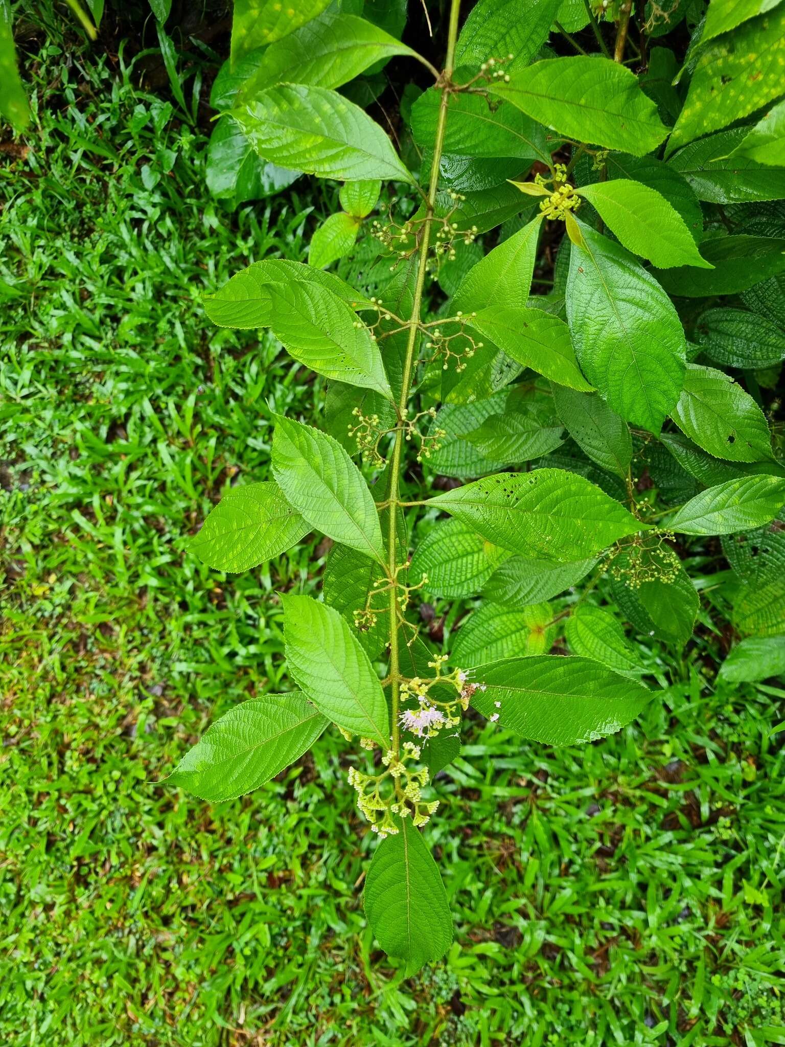 Sivun Callicarpa longifolia Lam. kuva