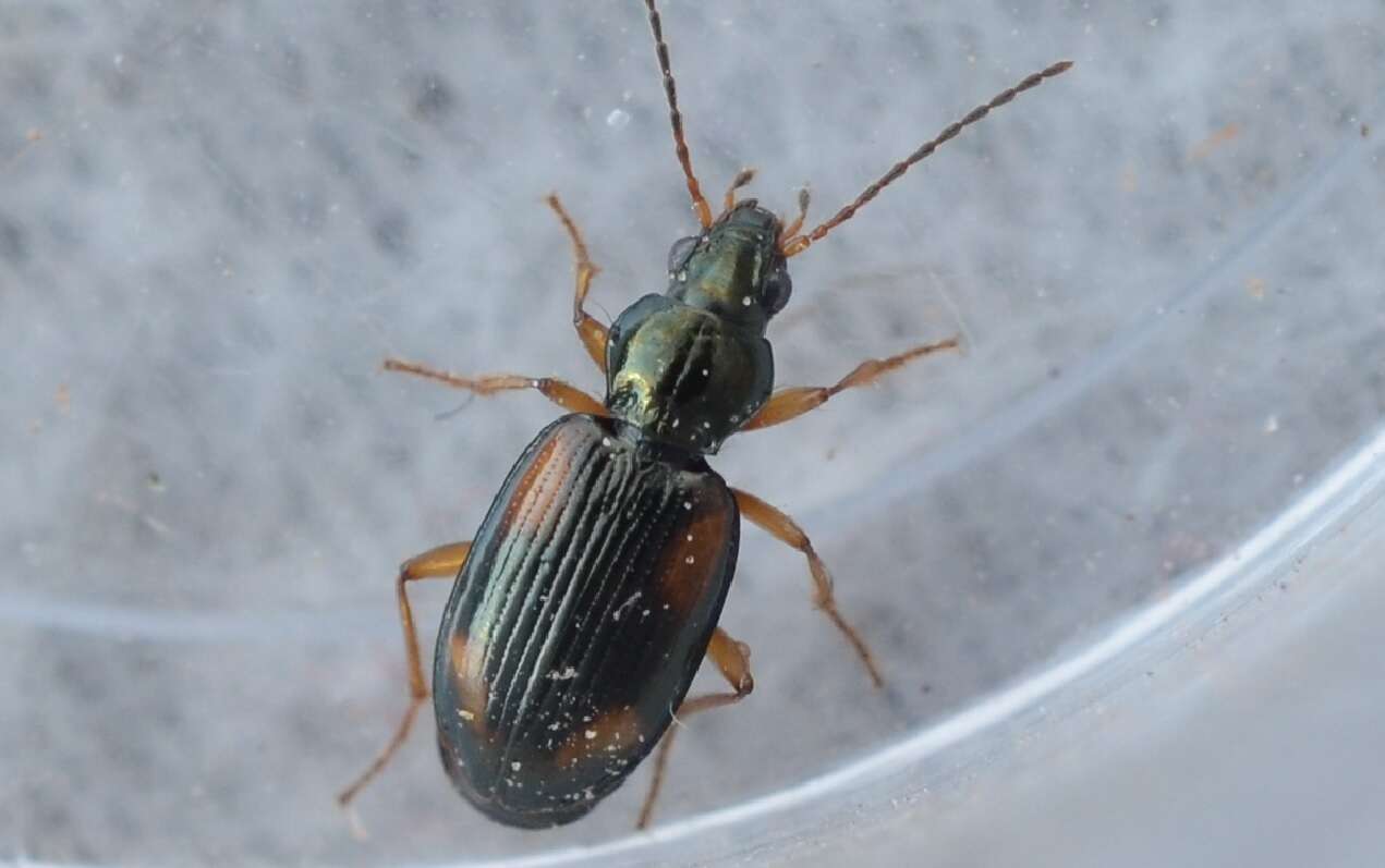 Image of Ground beetle