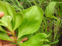 Image of Persoonia cornifolia A. Cunn. ex R. Br.