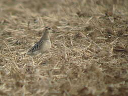 Imagem de Charadrius morinellus Linnaeus 1758