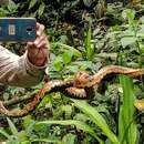 Image of Small-eyed Toad-headed Pit Viper