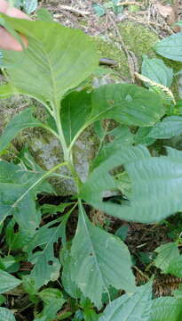 Image of ragleaf