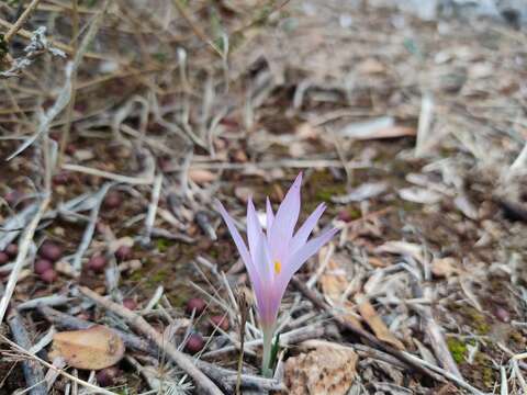 Image of Colchicum stevenii Kunth