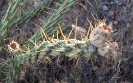 Image de Cylindropuntia bernardina