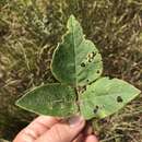 Image of velvetleaf ticktrefoil