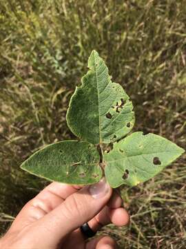 Image of velvetleaf ticktrefoil