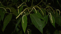 Image of Piper mollicomum Kunth