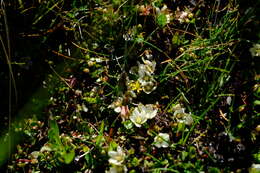 Image of Lysimachia huttonii (Harv.) U. Manns & Anderb.