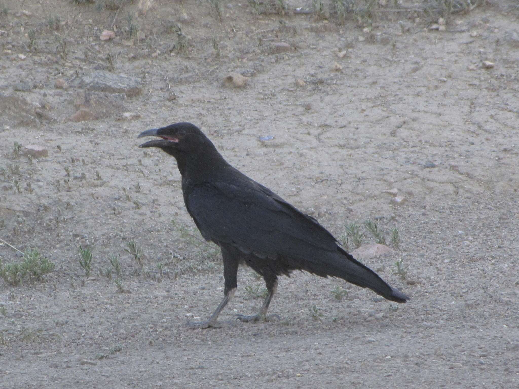 Image of Chihuahuan Raven