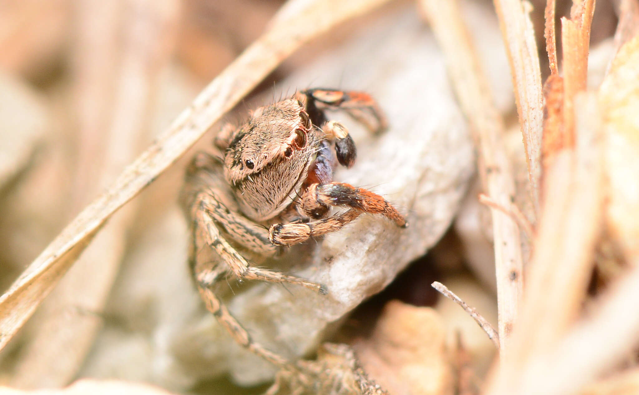 Image of Habronattus texanus (Chamberlin 1924)