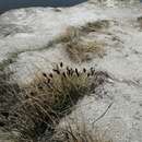 Imagem de Sesleria heufleriana Schur