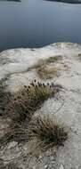 Image of Blue-green moor grass