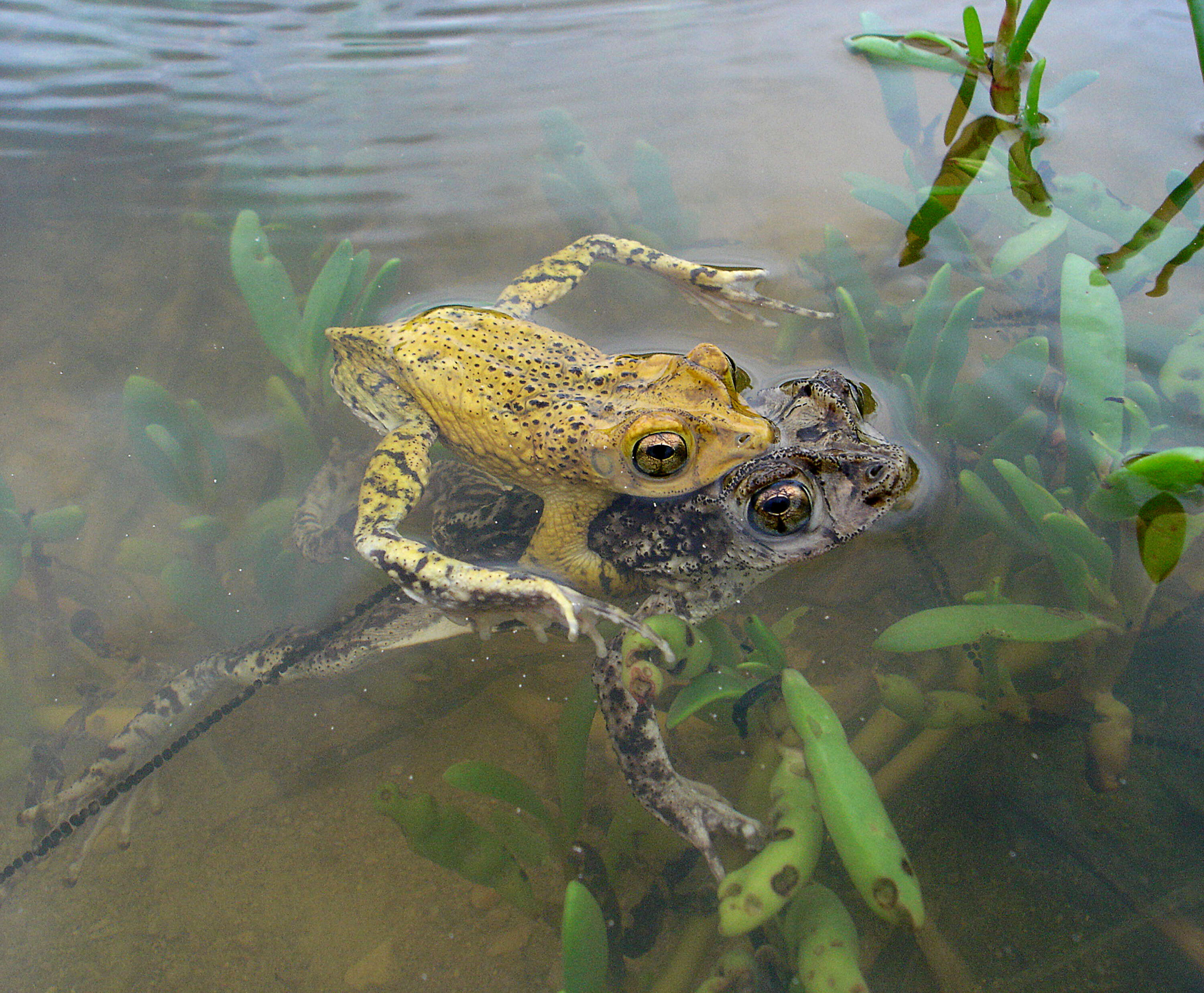 Image of Puerto Rican crested toad