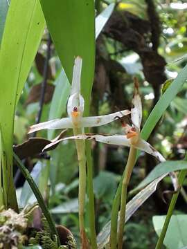 Image of Maxillaria weberbaueri Schltr.