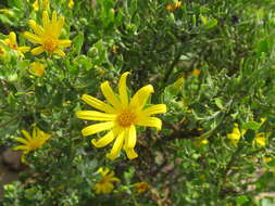 Image of Osteospermum moniliferum subsp. pisiferum (L.) J. C. Manning & Goldblatt