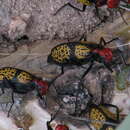 Image of Iron Cross Blister Beetle