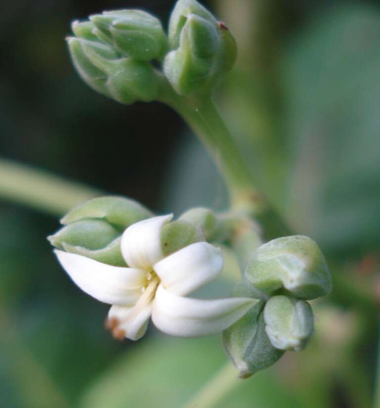 Image of cashew