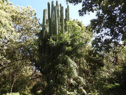 Image of Pachycereus grandis Rose