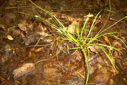 Image of Willdenow's sedge