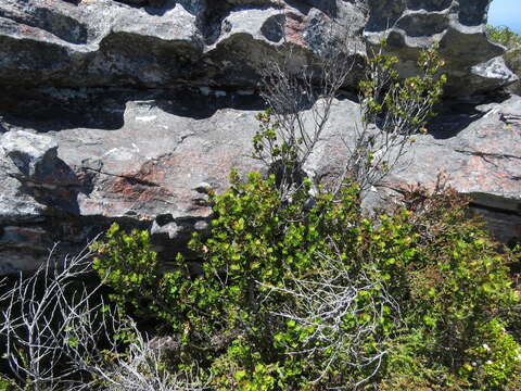 Image of Searsia lucida (L.) F. A. Barkley