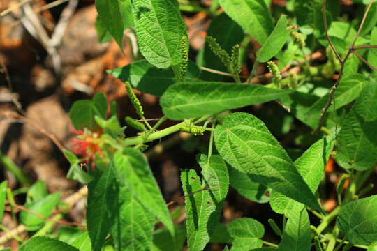 Image de Acalypha brachiata Krauss