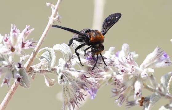 Imagem de Brachymelecta larreae (Cockerell 1900)