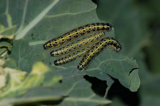 Image of cabbage butterfly