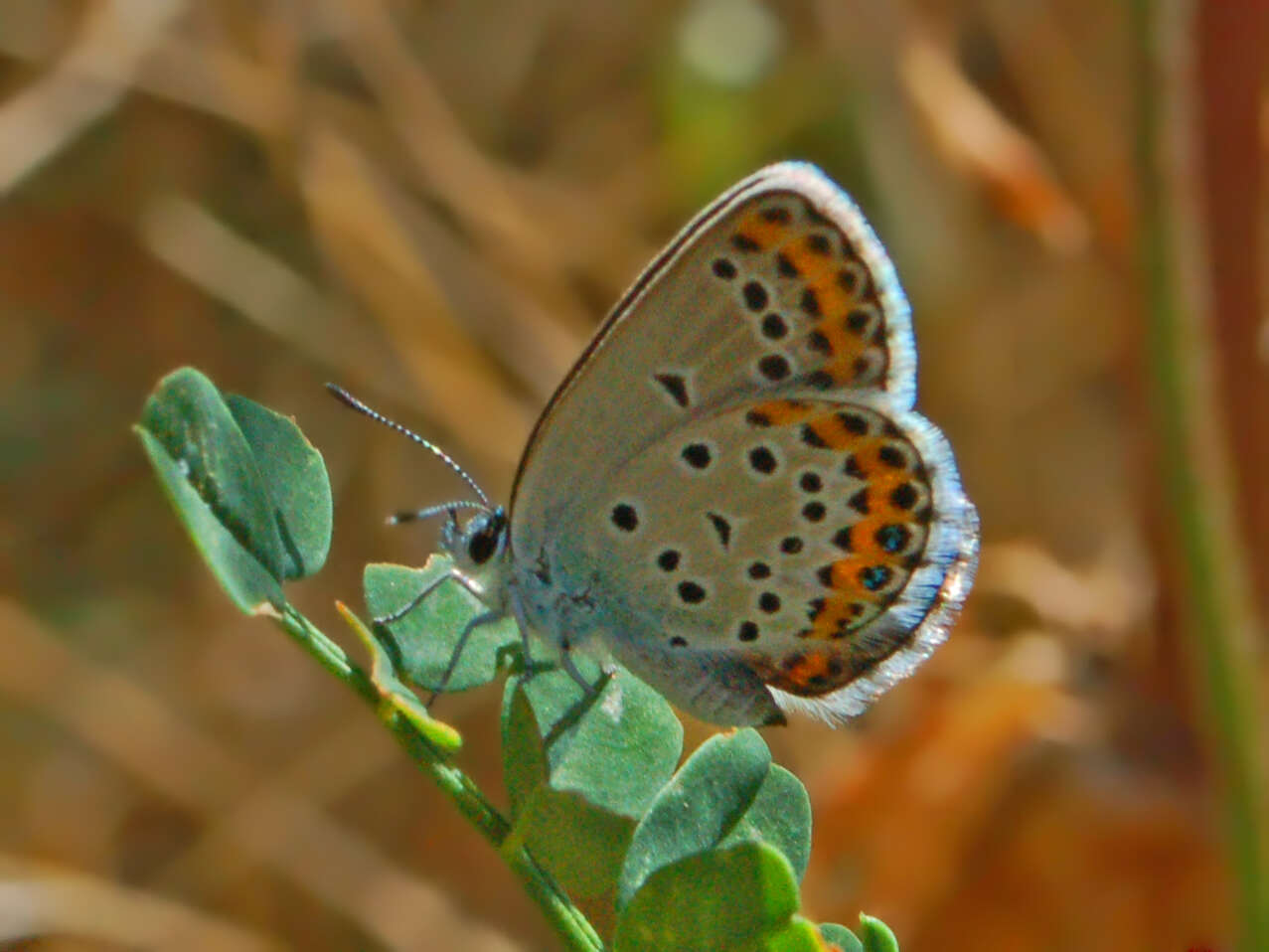 Image of Plebejus idas