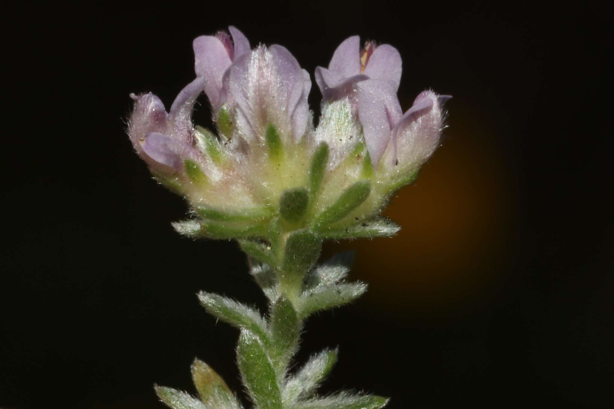 Image of Aspalathus argyrella MacOwan